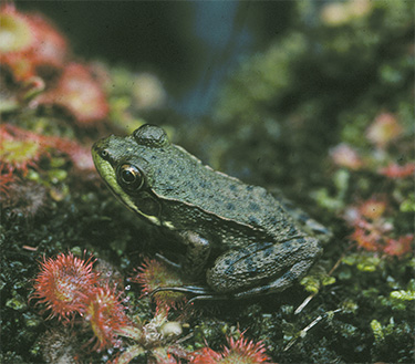 Uploaded Image: /uploads/images/frog and sundew small.jpg